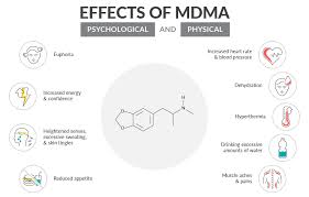 MDMA effects and risks