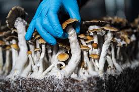 psilocybin effects and benefits