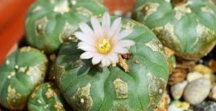Mescaline effects and safety