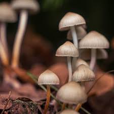 psilocybin effects and benefits